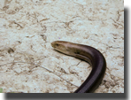 Pseudopus apodus